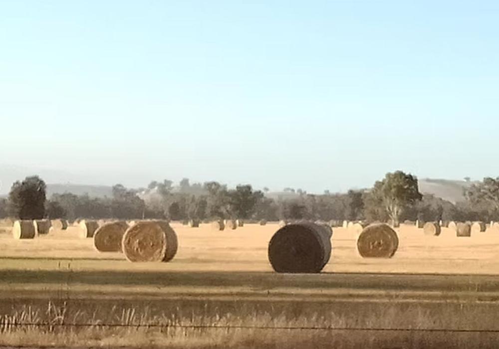 Hay bales on farm