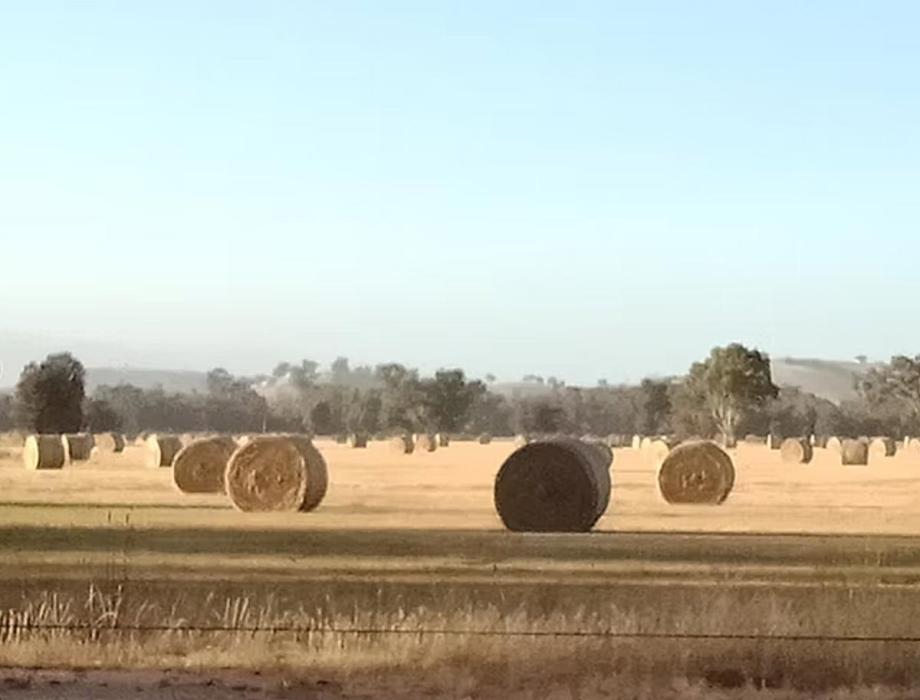 Hay bales on farm