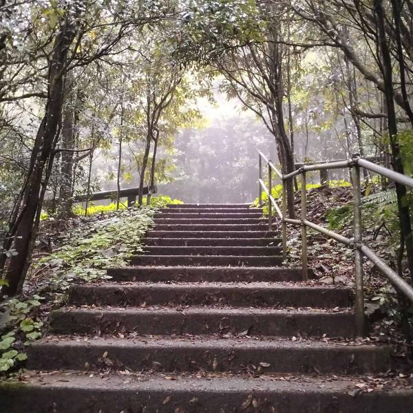 Stone steps in bush setting