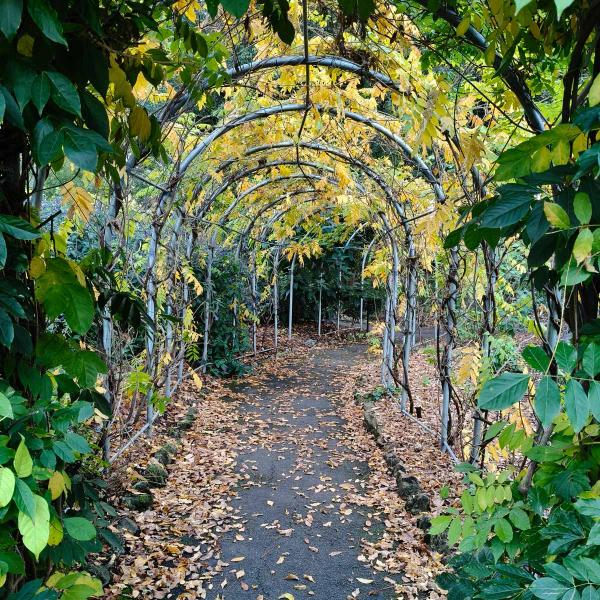 Archway of vines in autumn