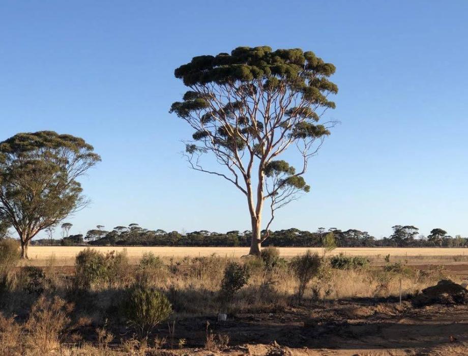 Tree in paddock